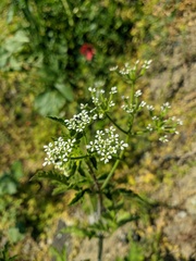 Chaerophyllum nodosum