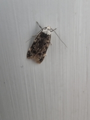 Endrosis sarcitrella