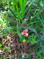 Lathyrus setifolius