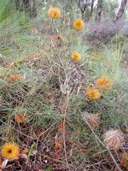 Banksia sphaerocarpa