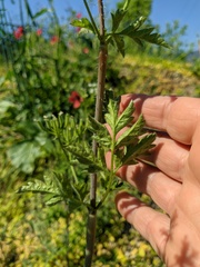 Chaerophyllum nodosum