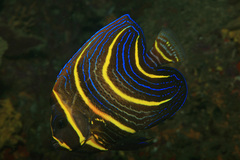 Cortez Angelfish photo 5