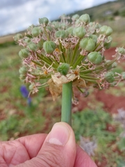 Allium nigrum