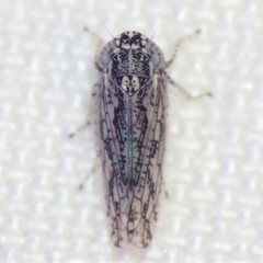 Lycioides