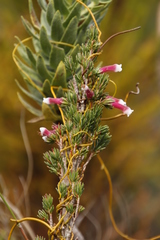Erica macowanii