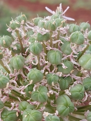 Allium nigrum