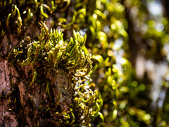 Leucodon andrewsianus