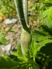 Chaerophyllum nodosum