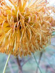 Banksia sphaerocarpa