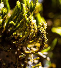 Leucodon andrewsianus