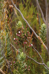 Erica macowanii