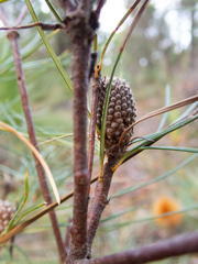 Banksia sphaerocarpa