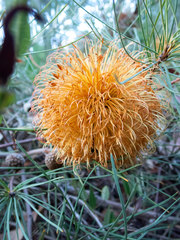 Banksia sphaerocarpa