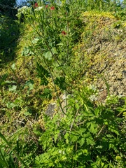 Chaerophyllum nodosum