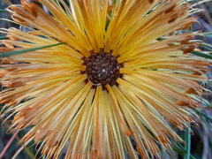 Banksia sphaerocarpa