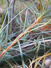 Banksia sphaerocarpa