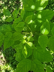 Fraxinus quadrangulata