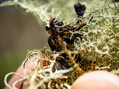 Usnea fruticans