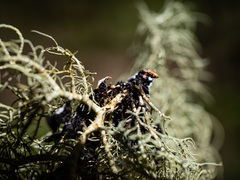 Usnea fruticans