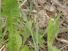 Lacerta agilis