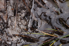 Poyntonia paludicola