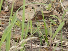 Lacerta agilis