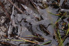Poyntonia paludicola