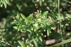 Lippia javanica