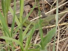 Lacerta agilis