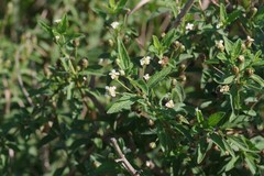 Lippia javanica
