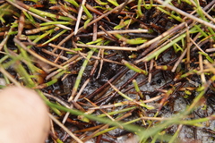 Poyntonia paludicola
