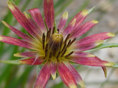 Tragopogon crocifolius