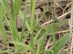Lacerta agilis