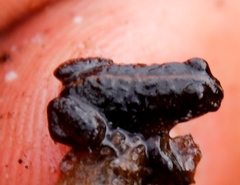 Poyntonia paludicola