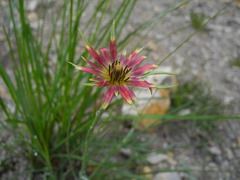 Tragopogon crocifolius