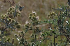 Berkheya bipinnatifida