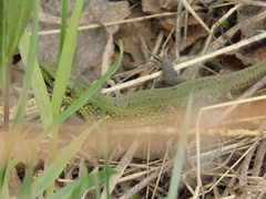 Lacerta agilis