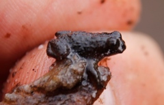 Poyntonia paludicola