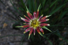 Tragopogon crocifolius
