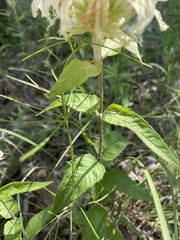 Monarda luteola