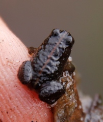 Poyntonia paludicola