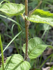 Monarda luteola