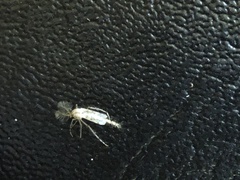 Chaoborus punctipennis