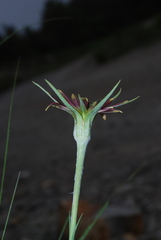 Tragopogon crocifolius