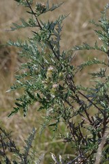 Berkheya bipinnatifida