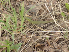 Lacerta agilis