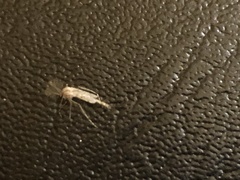 Chaoborus punctipennis