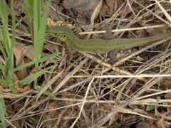 Lacerta agilis