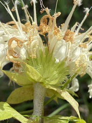 Monarda luteola
