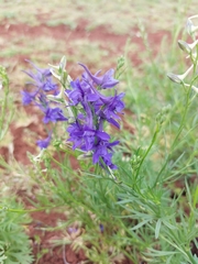 Delphinium halteratum